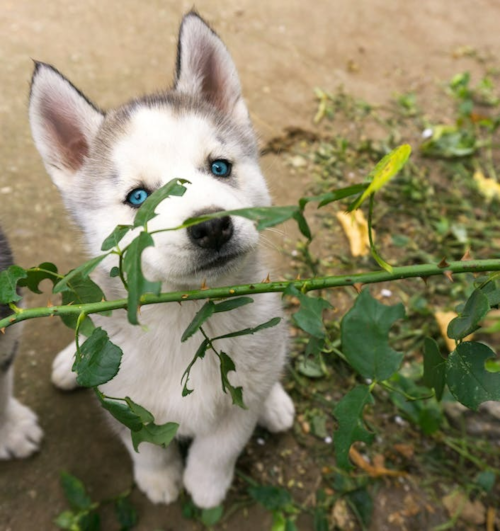 cute Pomsky pup